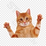 Funny Cat Peeper