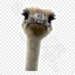 Ostrich Peeper