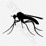 Mosquito