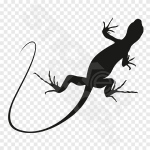 Iguana