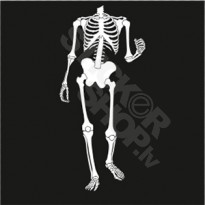 Skeleton